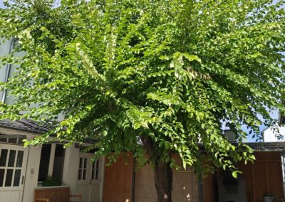Grüne Auszeit unter dem Baum im Hof